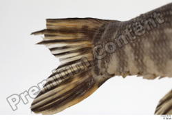 Tail Fish Animal photo references